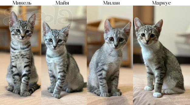 Котятки ищут семью - любящих и добрых хозяев