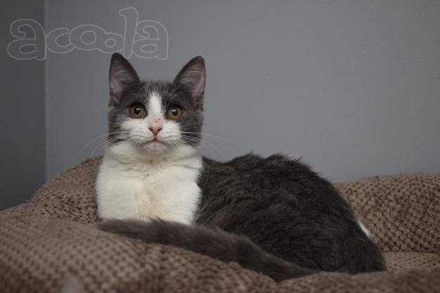 Ласковая 6 мес кошечка Кася ищет семью!