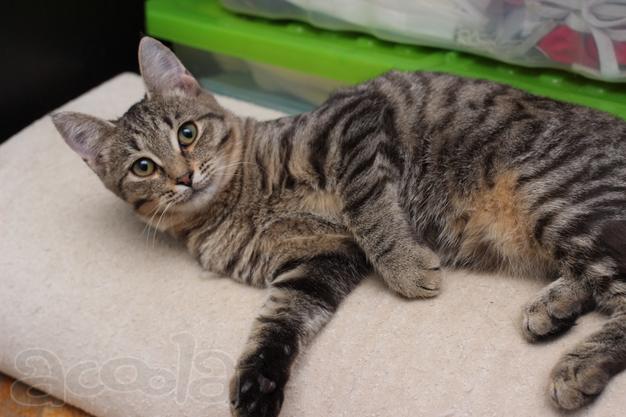 Ласковая 6 мес кошечка Уля в поиске семьи!