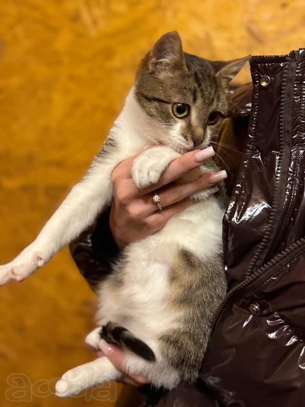 Ласковый котенок Бантик ищет дом!