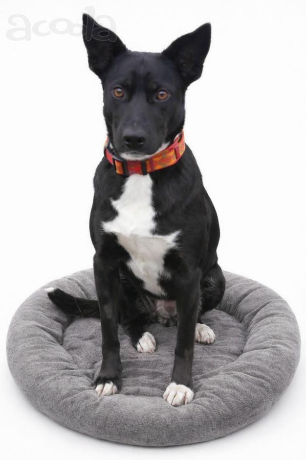 Марси чудесная собака-компаньон ищет дом!