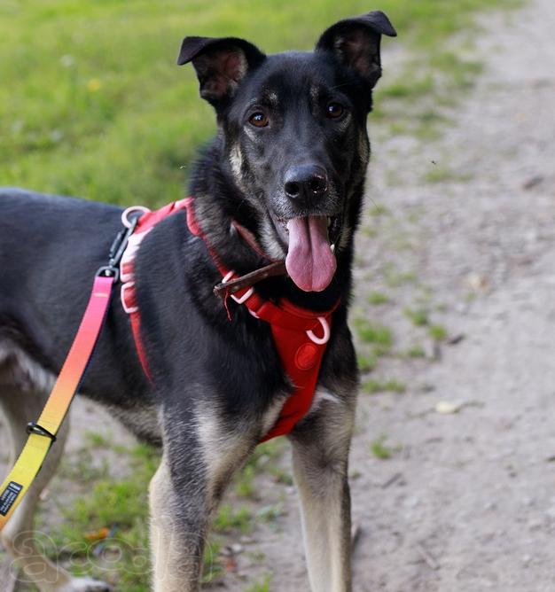 Молодой песик Бакс ищет дом!