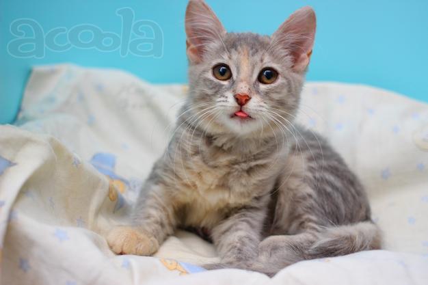 Прелестная малышка Славушка! Котенок в добрые руки