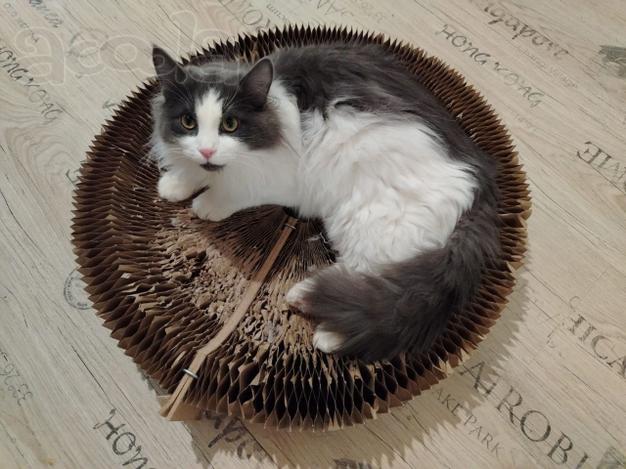 Шикарный пушистый котик Мотя ищет дом!