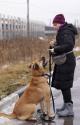 Хана: звезда, которая ждет своего часа! В добрые руки