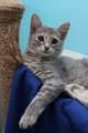 Прелестная малышка Славушка! Котенок в добрые руки