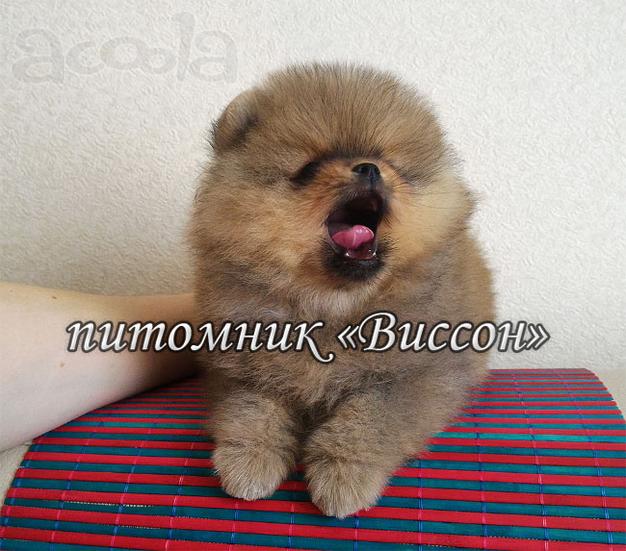 Очаровательные померанцы