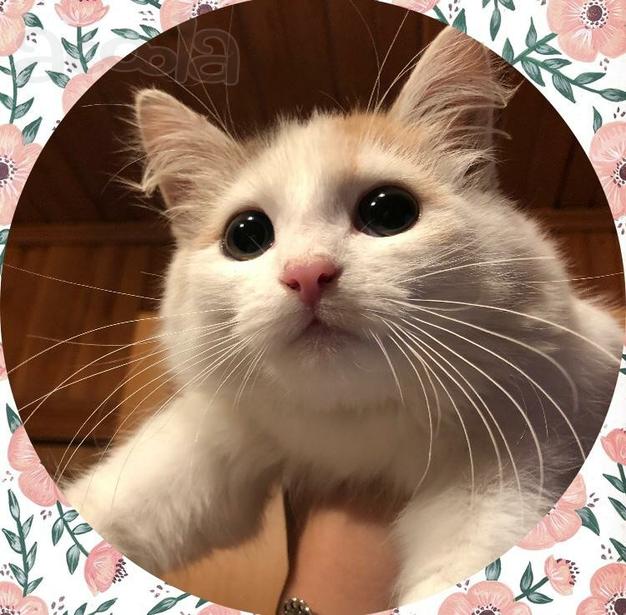 Москва и МО! Котенок ищет дом