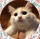 Москва и МО! Котенок ищет дом