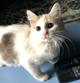Москва и МО! Котенок ищет дом