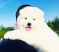 Очень красивые малыши  самоедской лайки