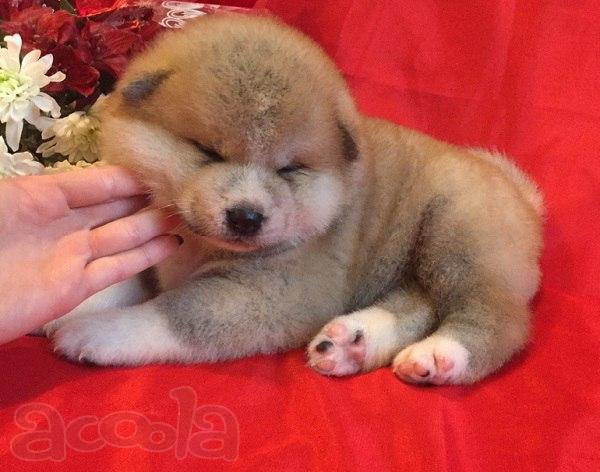 Акита ину. девочки и мальчики Щеночки