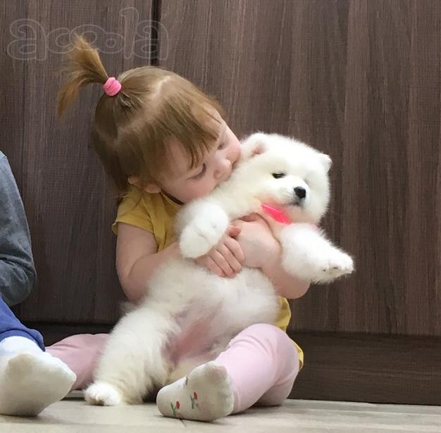 Щеночки самоедской лайки большой выбор.