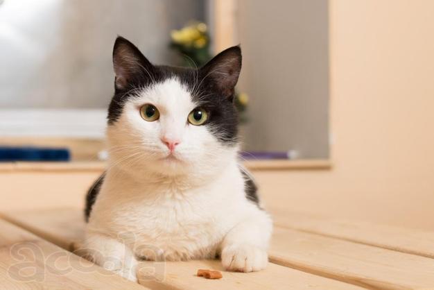 Ласковый котик Анатоль  ищет дом!