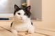 Ласковый котик Анатоль  ищет дом!