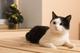 Ласковый котик Анатоль  ищет дом!