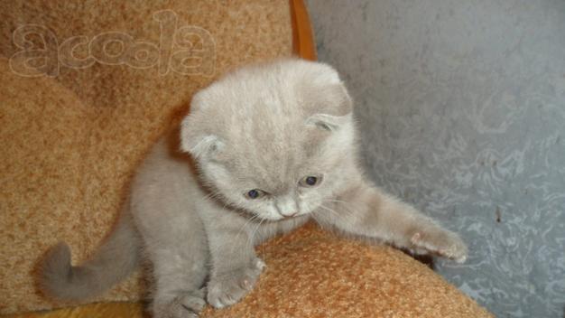Шотландский котенок