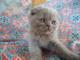 Шотландский котенок