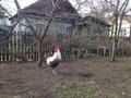 Петухи породистые Брекель серебристый