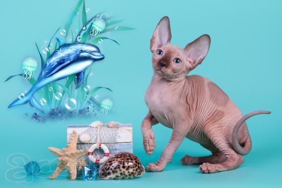 Кошка канадский сфинкс