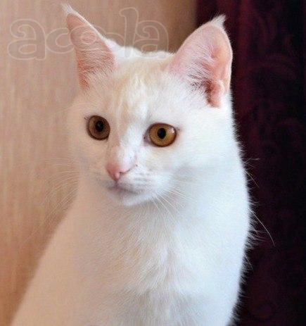 Снежинка Бланка ищет дом