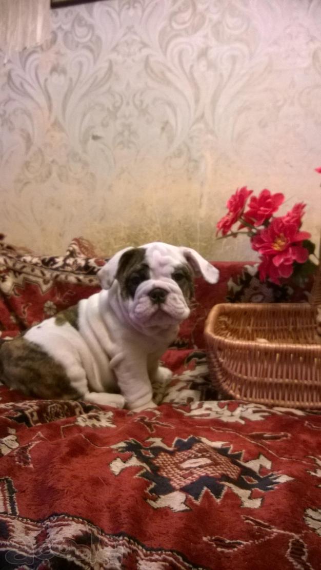 Собака компаньен