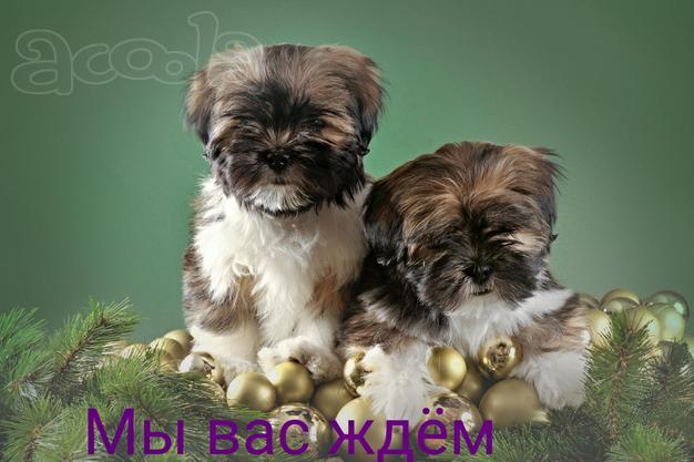 Продаются щенки Лхаса Апсо