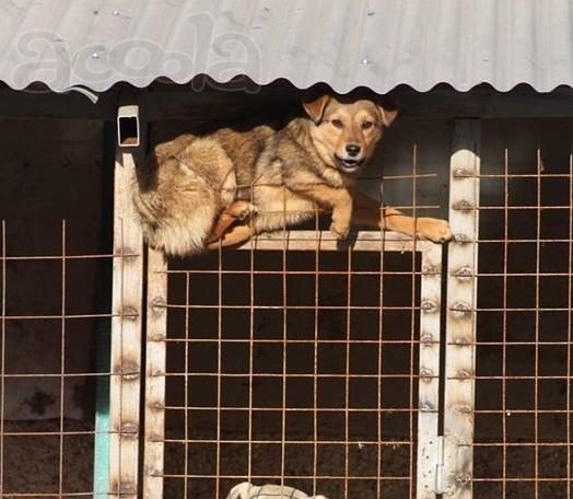 Ловкач классный пёс в дар