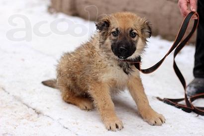 Щенок №4 в дар мальчик