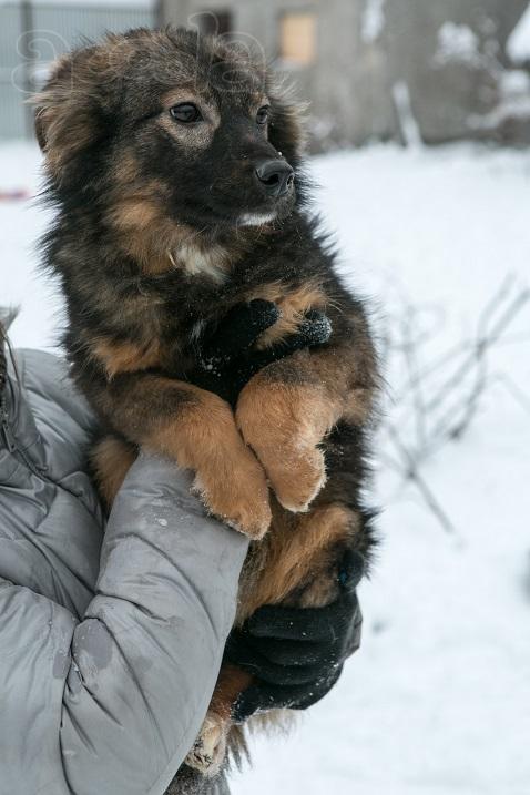 Томас мальчик в дар