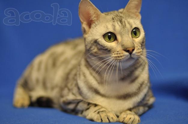 Отдам бенгальскую кошечку Отдам бенгальскую кошечку