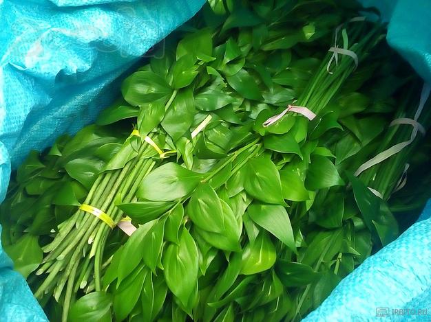 Рускус, зелень для цветов