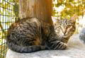 Котенок ищет дом