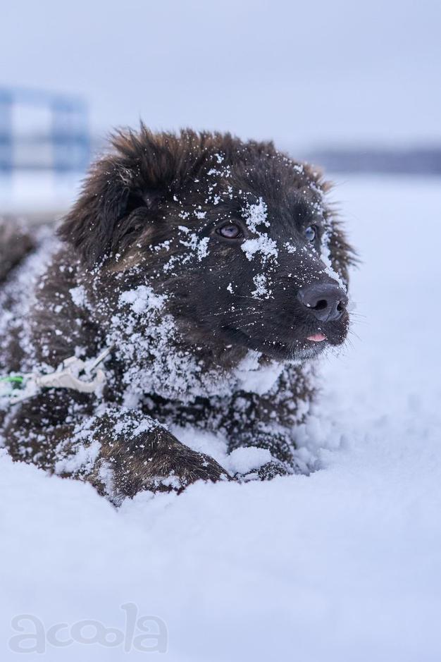 Классный щенок Батлай метис овчарки ищет дом