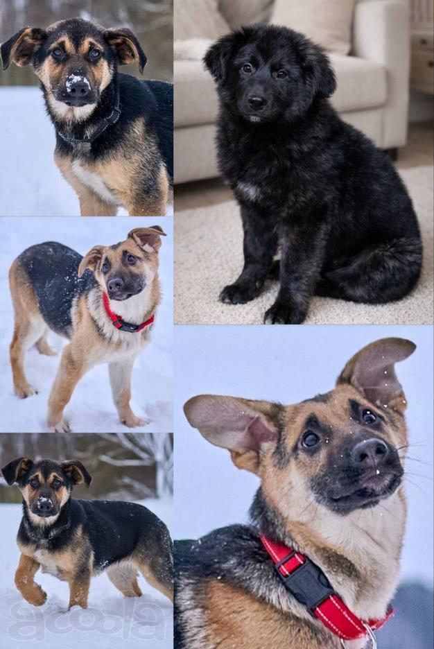 Щенки в приюте срочно ищем им дом!