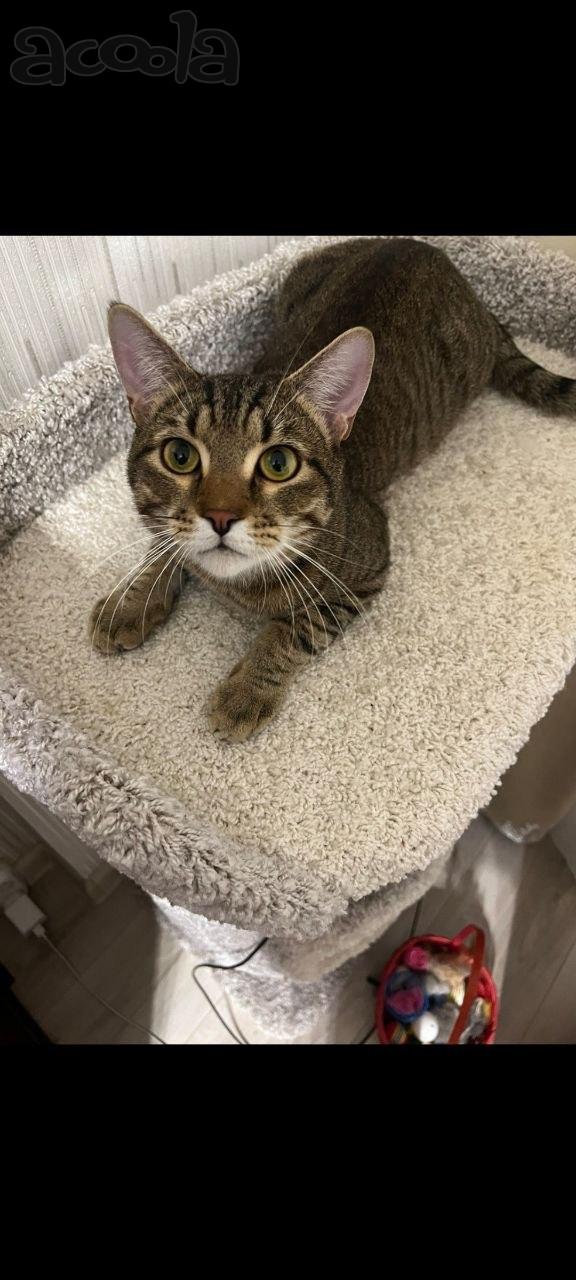 Котенок Яшка метис бенгала срочно ищет дом