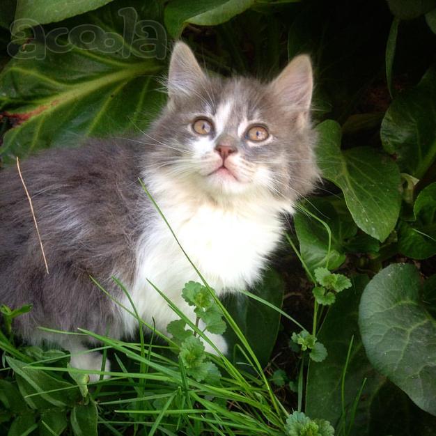 Котодети в добрые руки