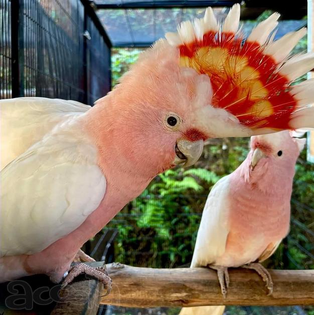 Какаду Инка, или какаду майора Митчелла (Cacatua leadbeateri)
