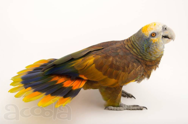 Птенцы королевского амазона, или сент-винсентского амазона (Amazona guildingii)