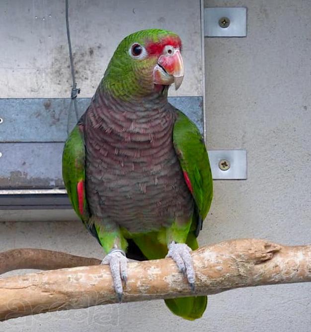 Винногрудый амазон (Amazona vinacea) - ручные птенцы из питомника