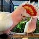 Какаду Инка, или какаду майора Митчелла (Cacatua leadbeateri)