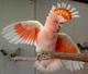 Какаду Инка, или какаду майора Митчелла (Cacatua leadbeateri)