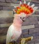 Какаду Инка, или какаду майора Митчелла (Cacatua leadbeateri)