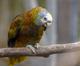 Птенцы королевского амазона, или сент-винсентского амазона (Amazona guildingii)