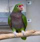 Винногрудый амазон (Amazona vinacea) - ручные птенцы из питомника