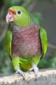 Винногрудый амазон (Amazona vinacea) - ручные птенцы из питомника