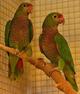 Винногрудый амазон (Amazona vinacea) - ручные птенцы из питомника