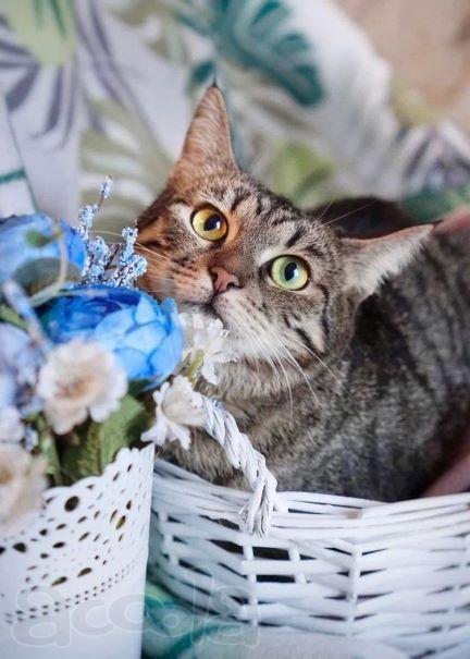 Кошечка Мира в добрые руки