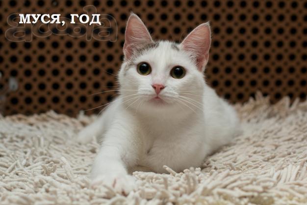Нежная Мусенька (1 г.) - мягкий бриллиант в добрые руки