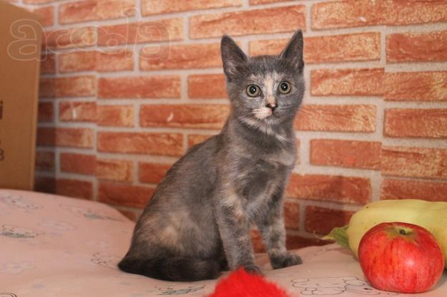 Очень красивый котята (4 мес.) в поисках дома